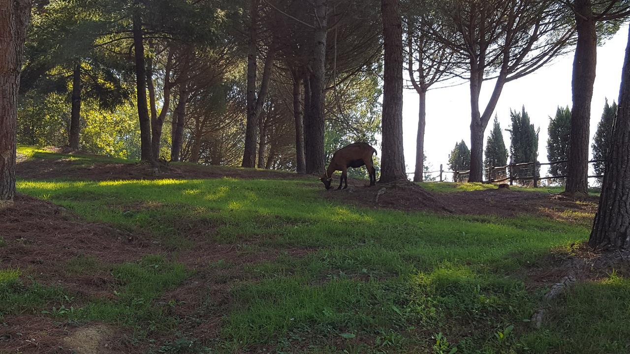 B&B Podere Montese Villafranca in Lunigiana Εξωτερικό φωτογραφία